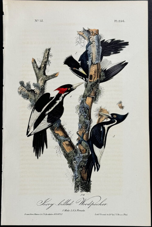 Ivory-billed Woodpecker