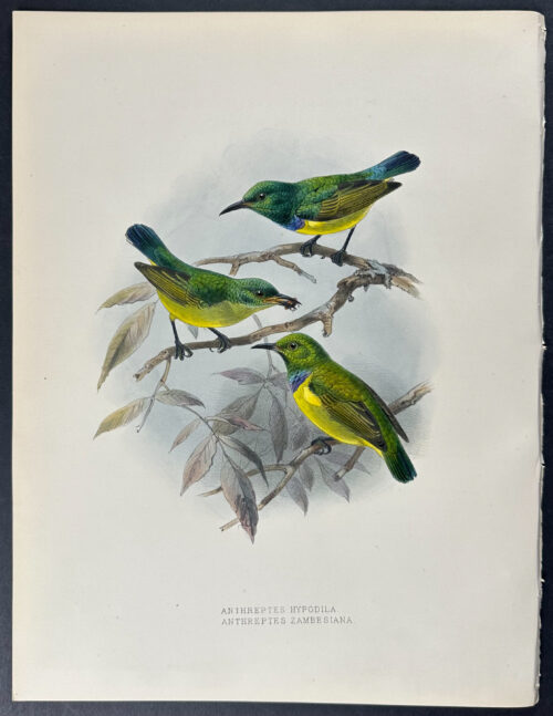 Zambesi Collared Sunbird