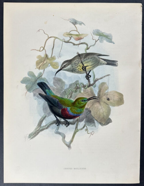 Southern Bifasciated Sunbird