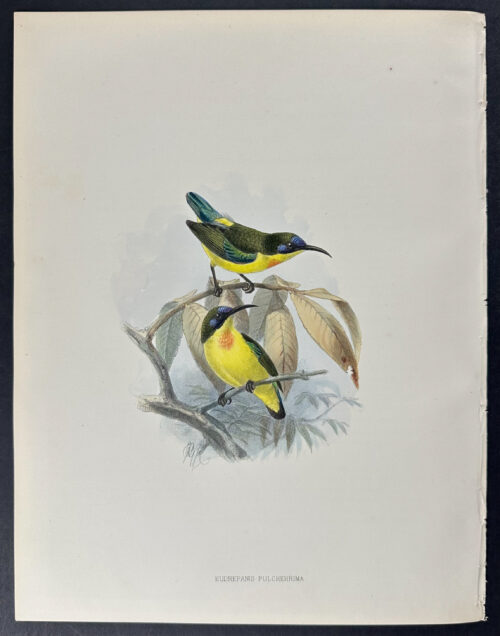 Short-tailed Yellow-backed Sunbird