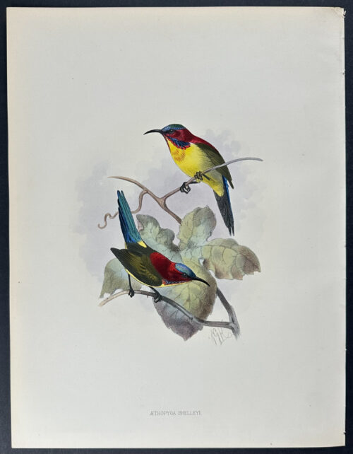 Shelley's Yellow-backed Sunbird