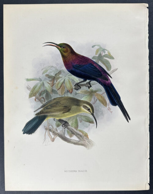 Takazze Sunbird