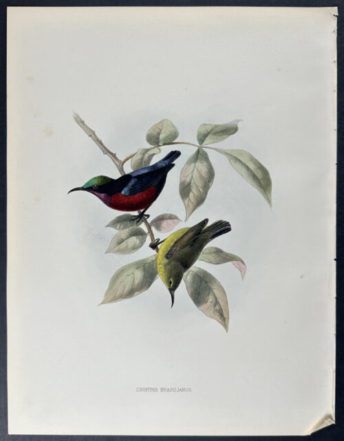 Van Hasselt's Sunbird