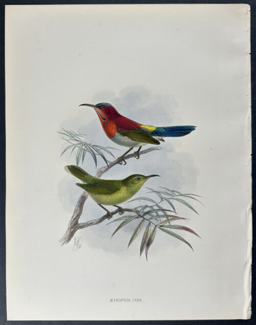 Tenasserim Yellow-backed Sunbird