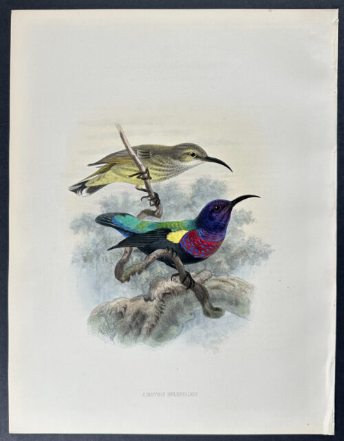 West-African Splendid Sunbird
