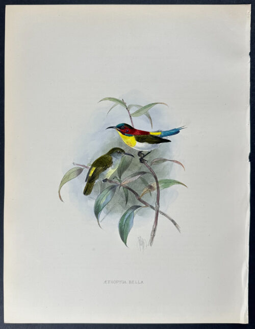 White-breasted Yellow-backed Sunbird
