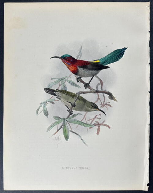 Vigors' Sunbird