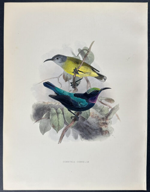 Tarawai Sunbird