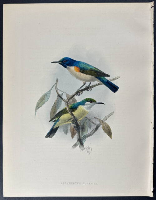 Violet-tailed Sunbird