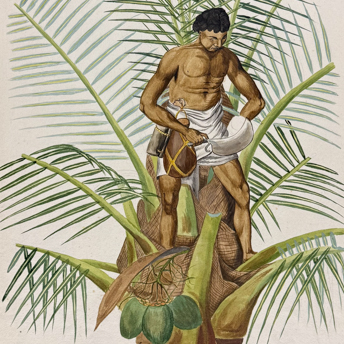 Original Watercolors of South American Flora