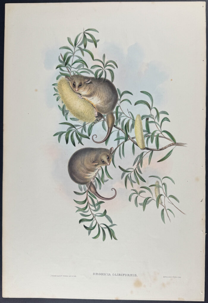 Thick-tailed Dromicia