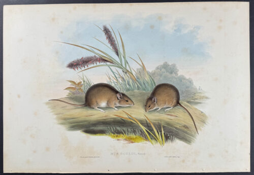 White-footed Mouse