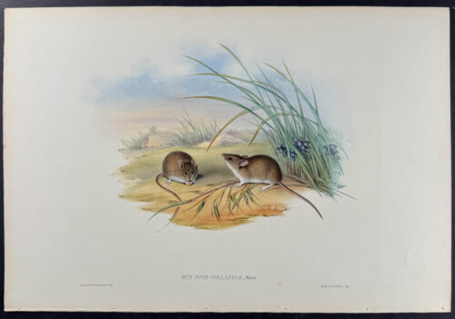 New Holland Field Mouse