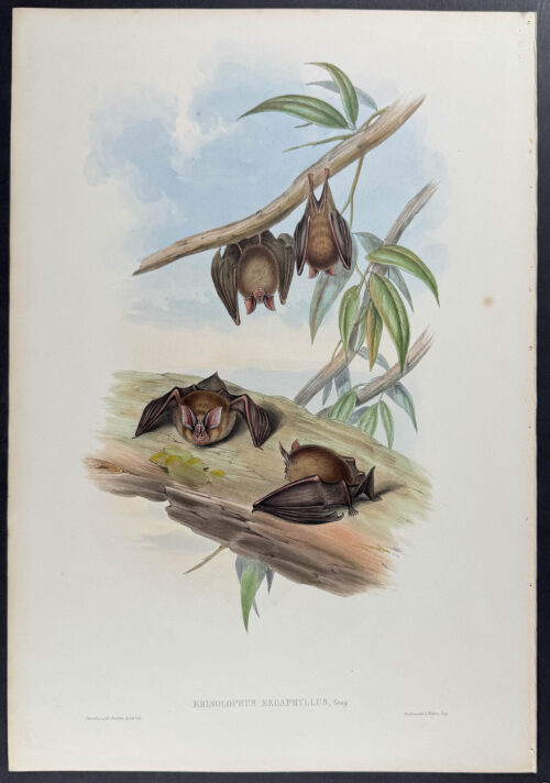 Great-leaved Horse-shoe Bat