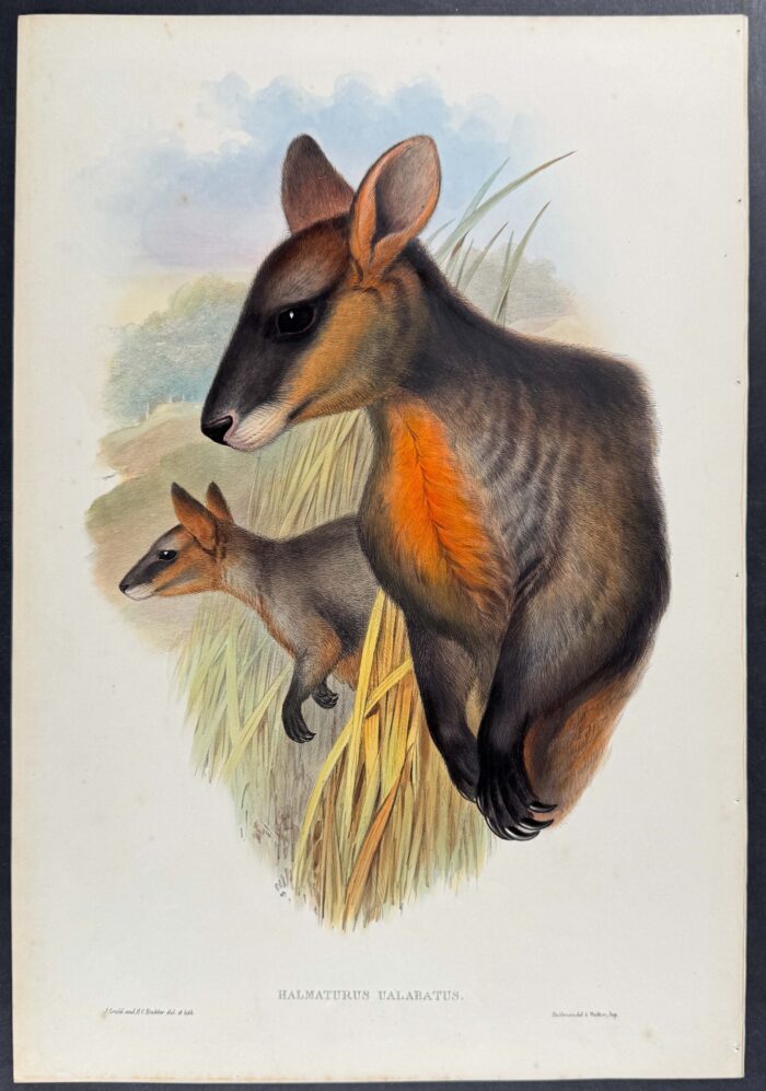 Black Wallaby