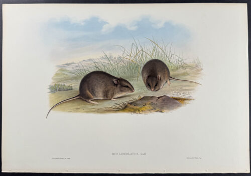 Plain Rat