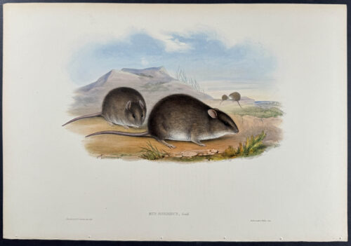 Sordid Rat