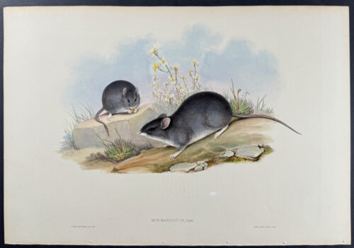 White-footed Rat
