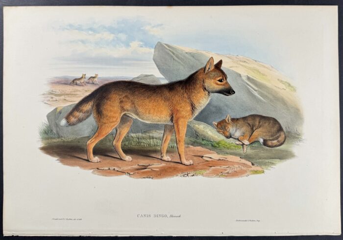 The Dingo