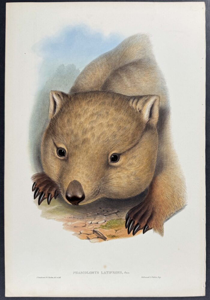 Southern Hairy-nosed Wombat