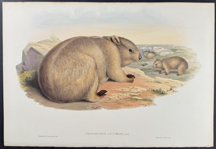 Broad-fronted Wombat