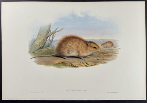 Tawny Rat