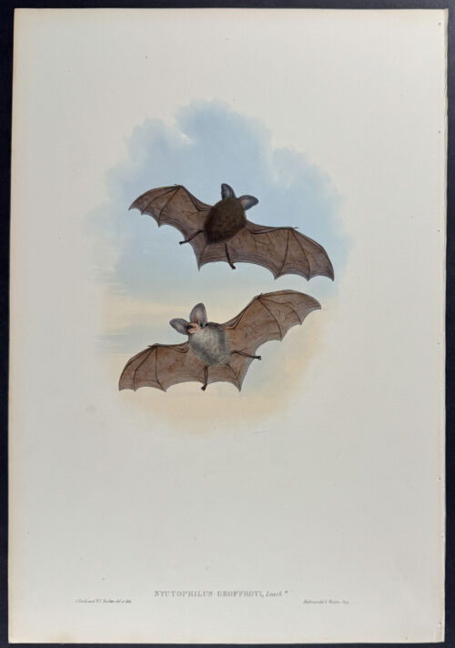 Geoffroy's Nyctophilus (Bat)