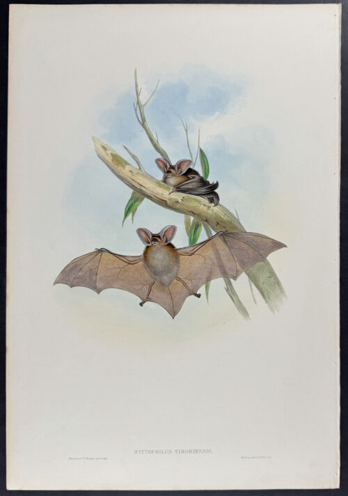 Western Nyctophilus (Bat)