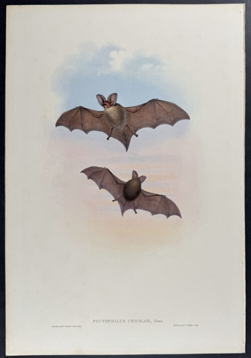 Tasmanian Nyctophilus (Bat)
