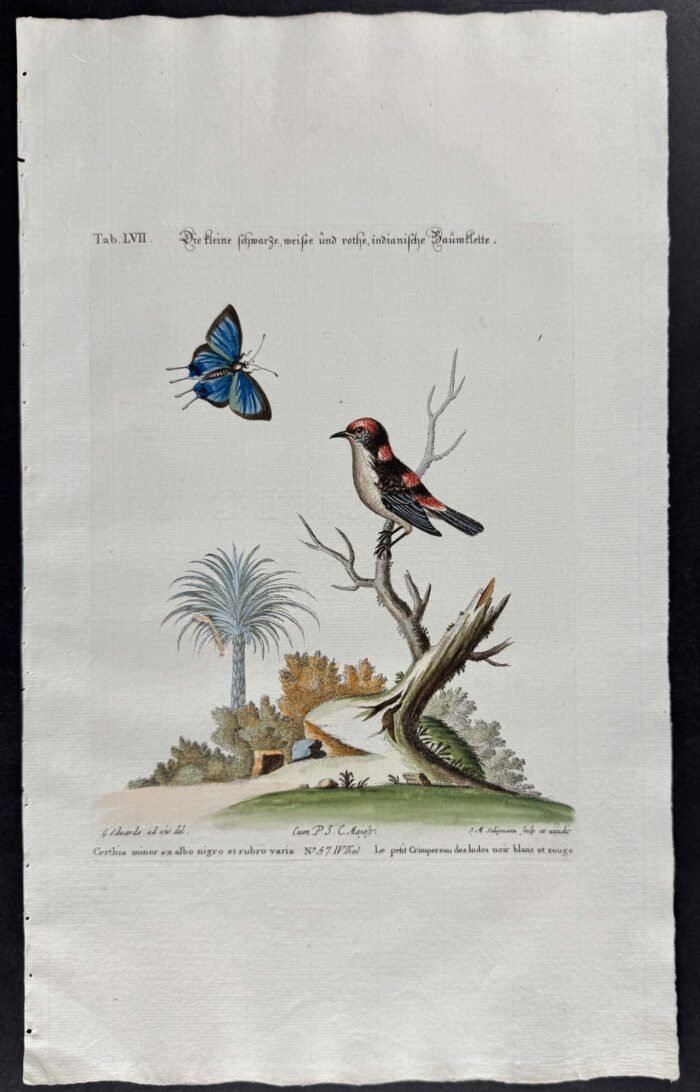 Bird (Ruticilla dorso cinereo)