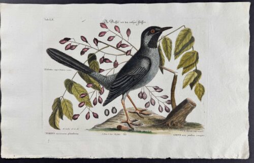 Red leg'd Thrush