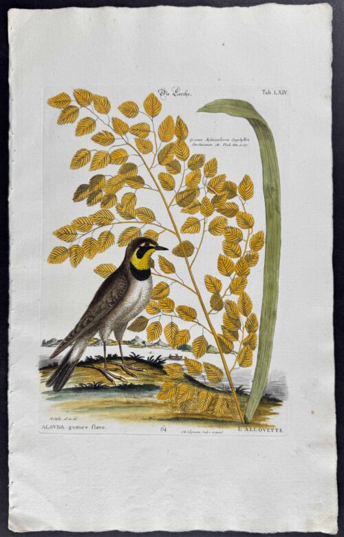 Lark