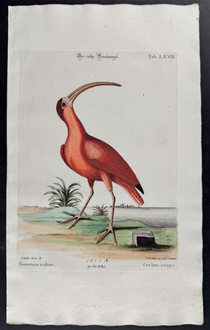 Red Curlew (Scarlet Ibis)