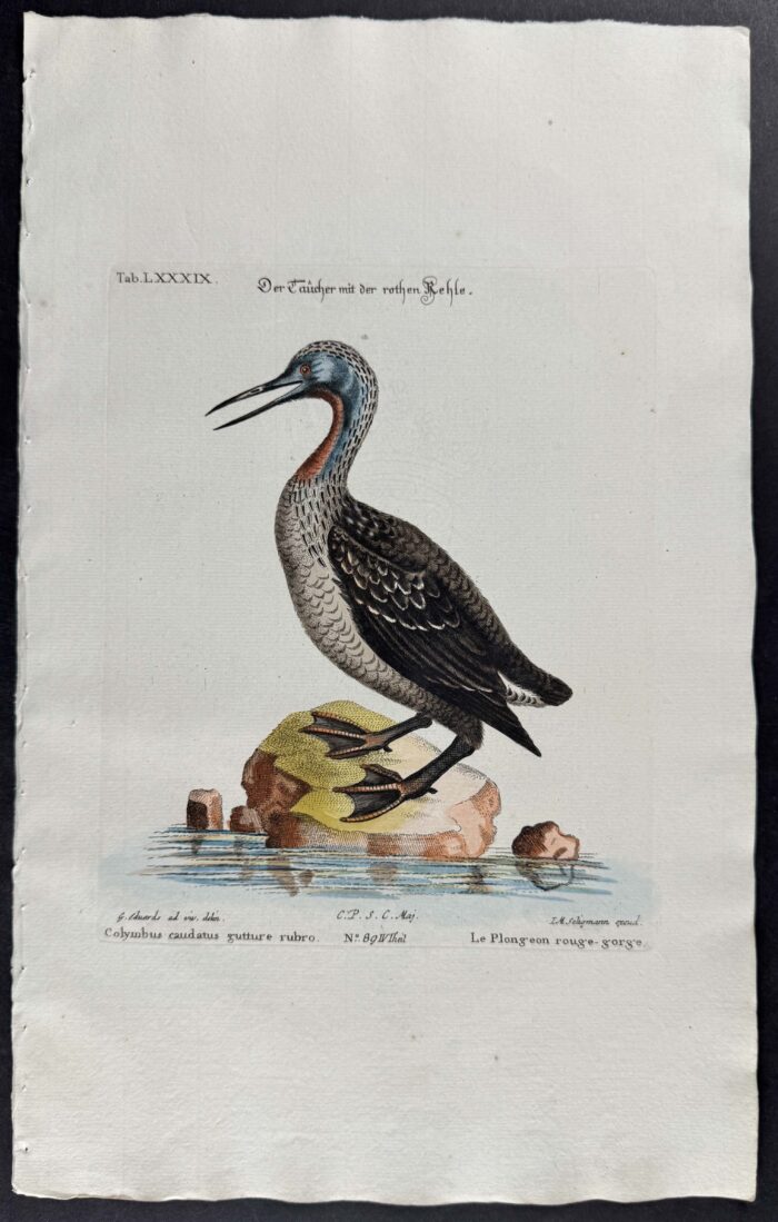 Diver or Loon