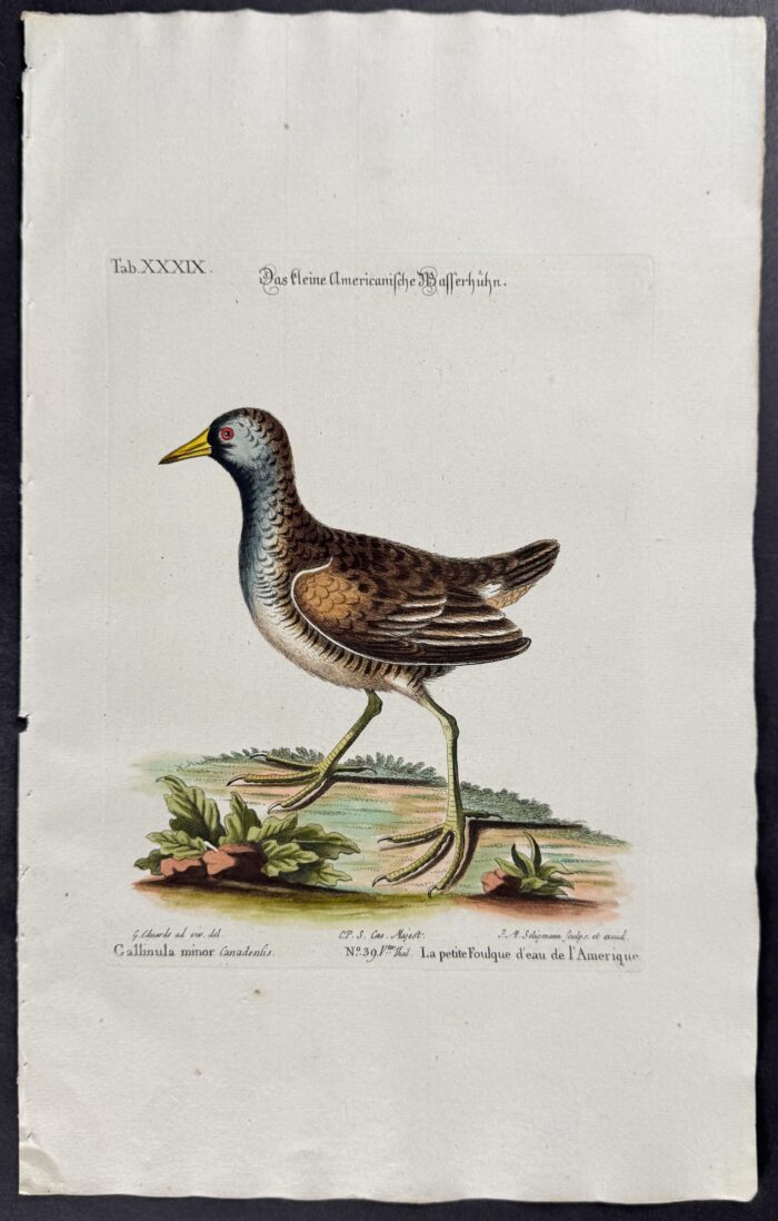 Gallinule