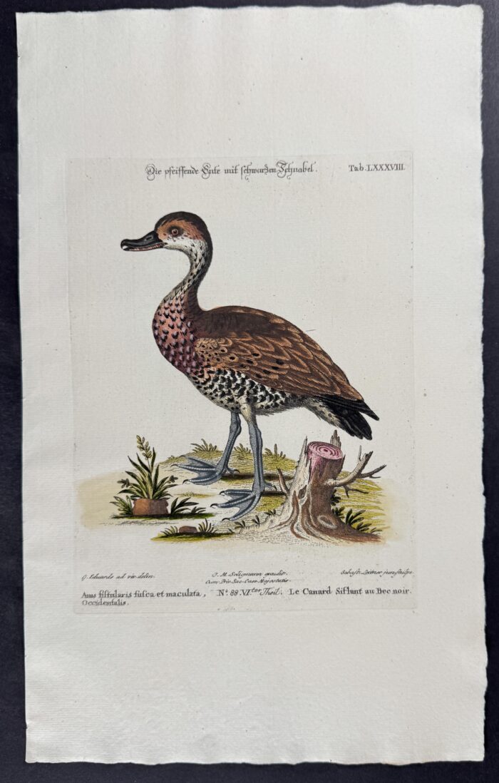 Duck