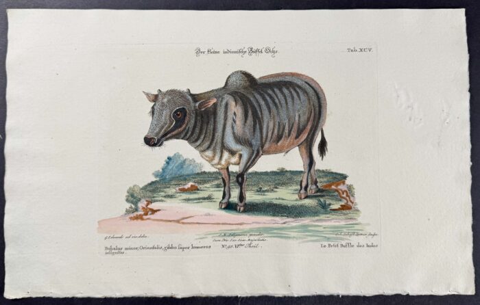 Water Buffalo (Bubalus minor)