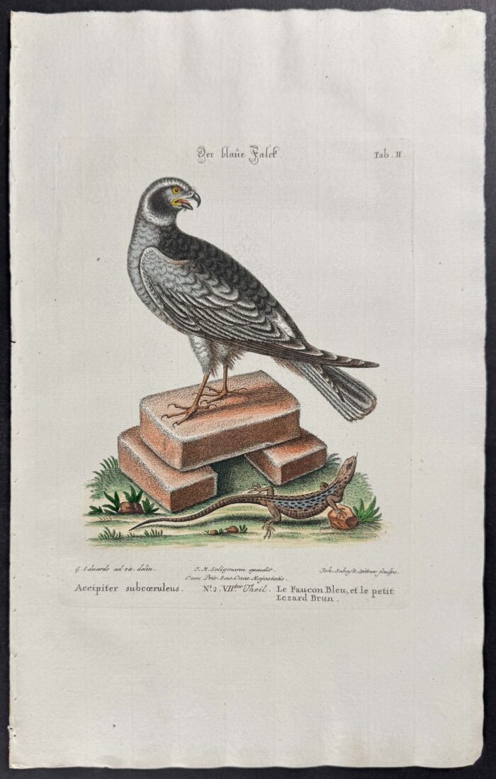 Hawk (Accipiter subcoeruleus)