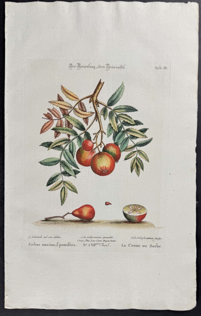 Mountain Ash or Rowan (Sorbus maxima)