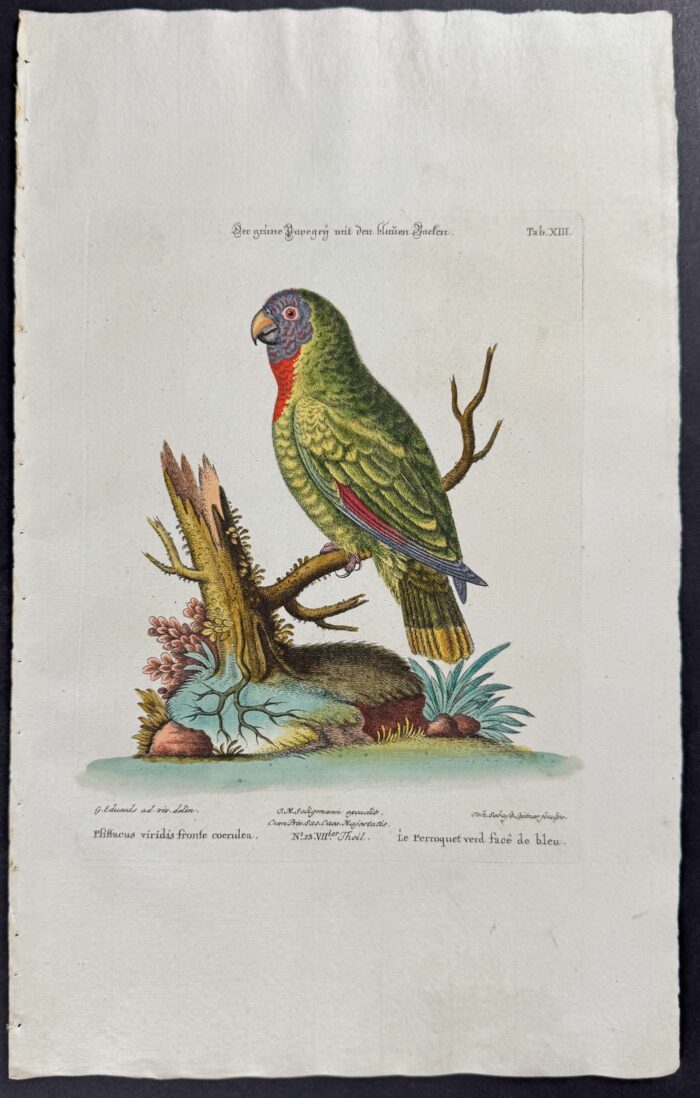 Parrot