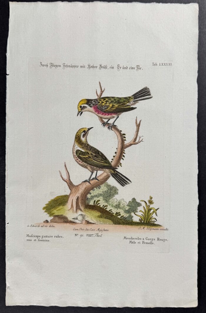 Flycatcher (Muscicapa)