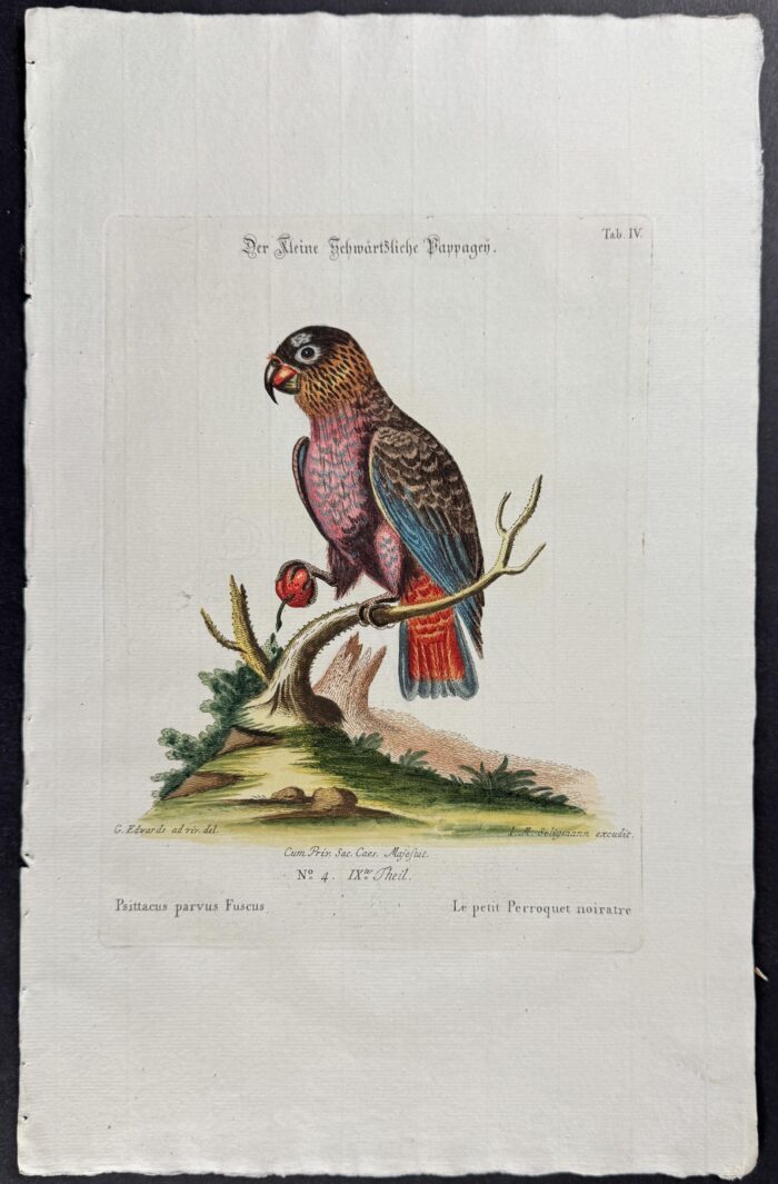 Parrot & Cherry