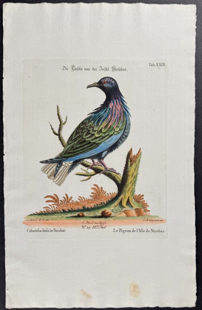 Nicobar Pigeon