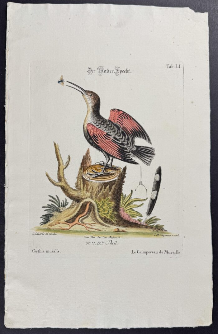 Bird (Certhia muralis)