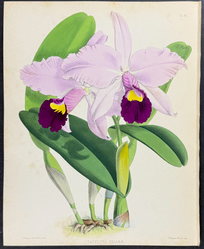 Orchid - Cattleya Trianae