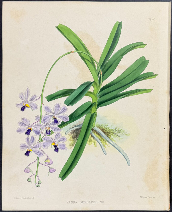 Orchid - Vanda Coerulescens