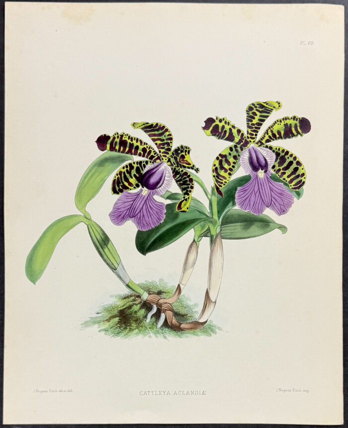 Orchid - Cattleya Aclandiae
