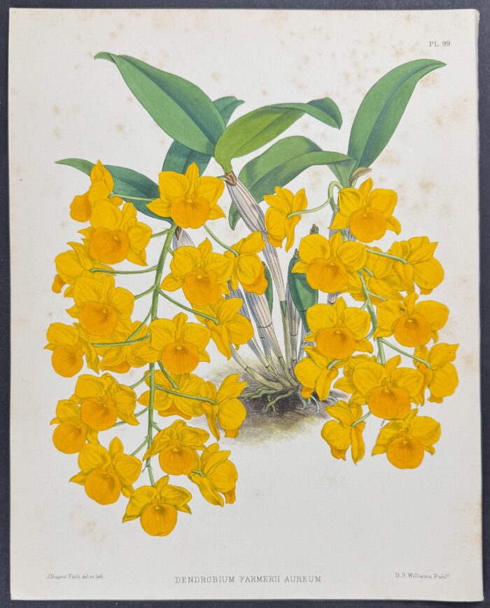 Orchid - Dendrobium Farmerii Aureum