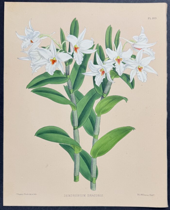 Orchid - Dendrobium Draconis