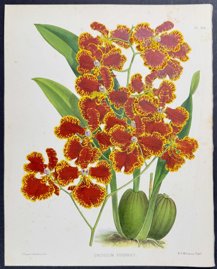 Orchid - Oncidium Forbesii